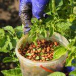 The Growing Influence of Agricultural Biologicals: An In-depth Market Analysis