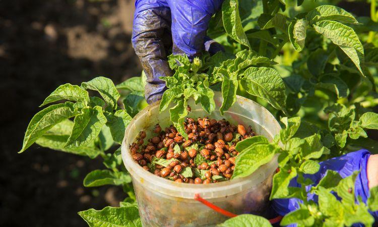 The Growing Influence of Agricultural Biologicals: An In-depth Market Analysis