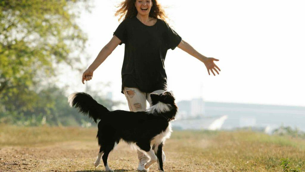 Keeping Your Border Collie in Peak Health and Fitness