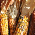 The Impact of Weather on Corn Prices and Crop Yields