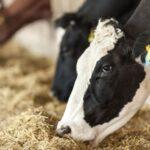 The Role of Probiotics in Animal Nutrition: A Comprehensive Overview