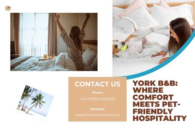 York B&B: Where Comfort Meets Pet-Friendly Hospitality