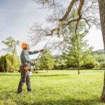 Pruning Perfection: The Arborist’s Guide to Tree Removal Excellence