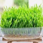 Evidence-Based Wheatgrass Benefits