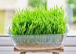 Evidence-Based Wheatgrass Benefits