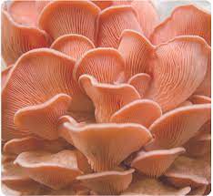 What Are the Ideal Growing Conditions for Pink Oyster Mushrooms?