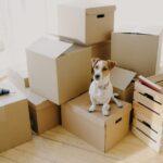 Simplifying Pet Relocation: A Comprehensive Guide for Stress-Free Moves.