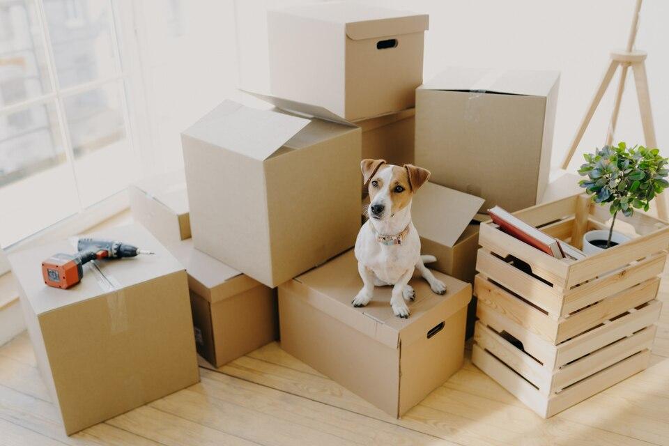 Simplifying Pet Relocation: A Comprehensive Guide for Stress-Free Moves.