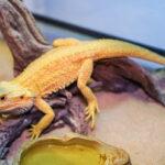 Explore Premium Reptile Supplies at ReptiZoo.Store