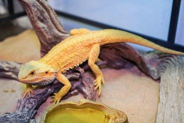 Heat Mats Unveiled: The Secret to Reptile Comfort