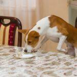 20 Foods Harmful to Dogs