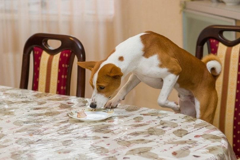 20 Foods Harmful to Dogs