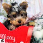 Are you Trying to find Yorkshire Terrier puppies for sale in the Nashville, TN, area?