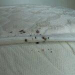 Cleveland’s Bed Bug Heroes: Kreshco Pest Control’s Precision in Removal Services