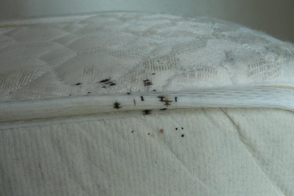 Cleveland’s Bed Bug Heroes: Kreshco Pest Control’s Precision in Removal Services