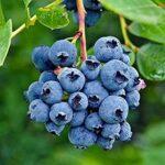 Blueberry Processing Plant Project Report 2024 Edition