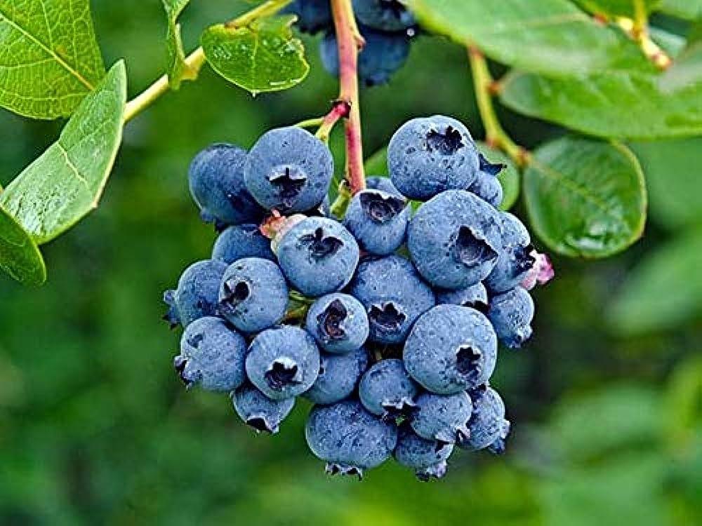 Blueberry Processing Plant Project Report 2024 Edition