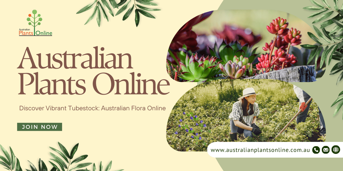 Discover Vibrant Tubestock: Australian Flora Online