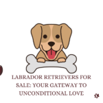 Labrador Retrievers for Sale: Your Gateway to Unconditional Love