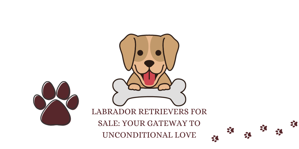 Labrador Retrievers for Sale: Your Gateway to Unconditional Love