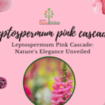 Leptospermum Pink Cascade: Nature’s Elegance Unveiled