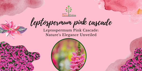 Leptospermum Pink Cascade: Nature’s Elegance Unveiled