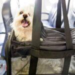 The pet policy of lufthansa