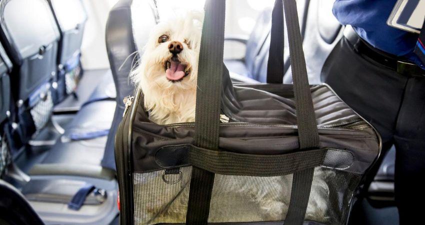 The pet policy of lufthansa