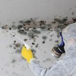 San Francisco CA Mold Remediation Experts at Your Service