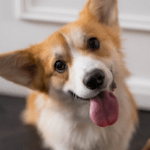 The Charm of Corgi Puppies: A Perfect Match for Families with Kids: