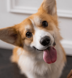 The Charm of Corgi Puppies: A Perfect Match for Families with Kids: