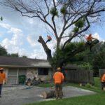 Emergency Tree Removal: Swift Solutions for Unforeseen Challenges