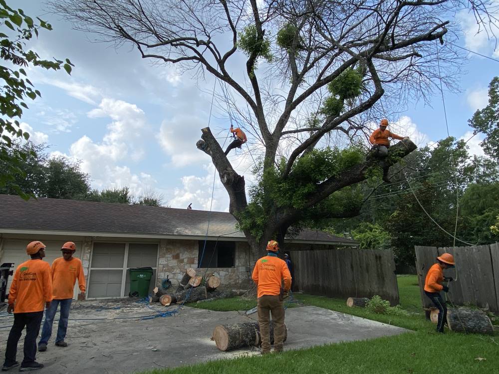 Emergency Tree Removal: Swift Solutions for Unforeseen Challenges