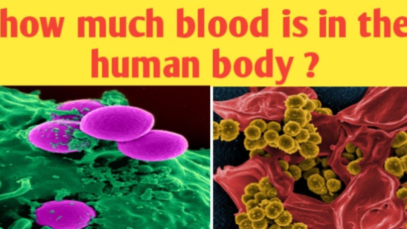 Keep reading to know how much blood in human body…