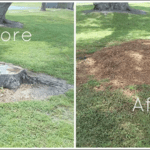 Unearthing the Secrets of Stump Grinding: A Comprehensive Guide