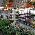 Indoor Plants in Dubai – Buy Online UAE – Hello Shop Online