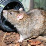 Ensuring a Pest-Free Home: Rat and Squirrel Removal in Houston