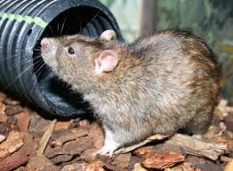 Ensuring a Pest-Free Home: Rat and Squirrel Removal in Houston