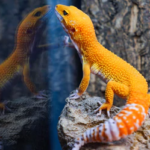 Leopard Gecko Tanks: A Haven for Your Gecko Companion