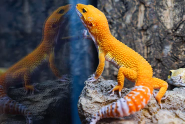 Leopard Gecko Tanks: A Haven for Your Gecko Companion